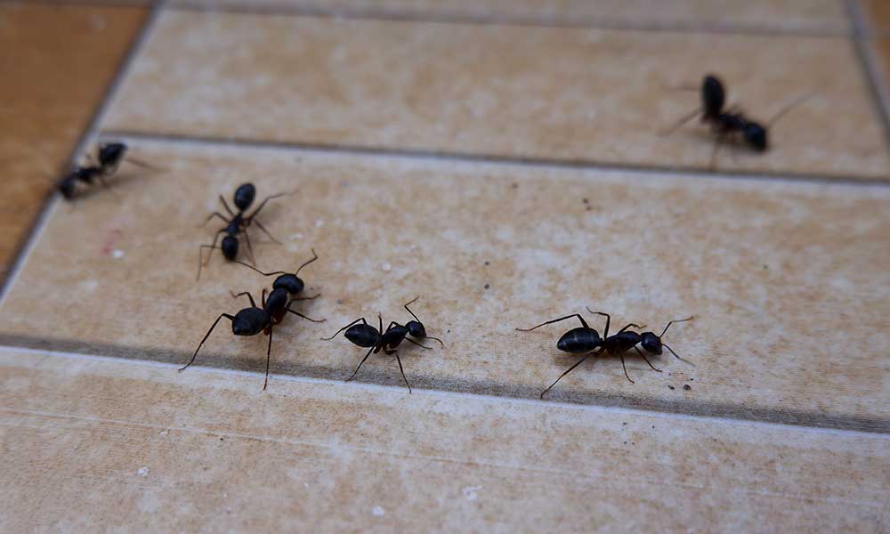 Fourmis-ile-de-france