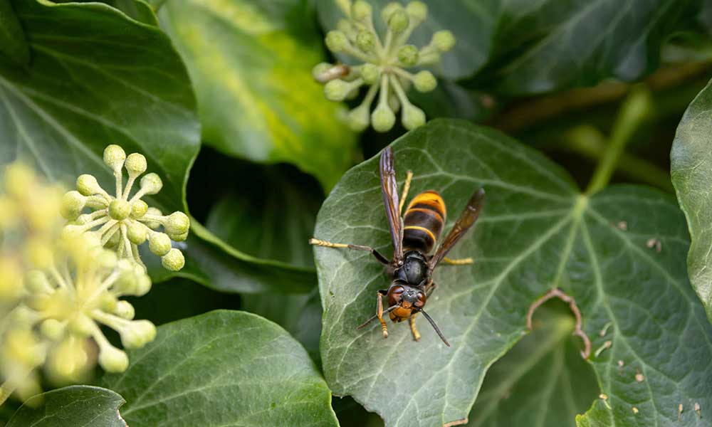 Guepes-frelons-ile-de-france